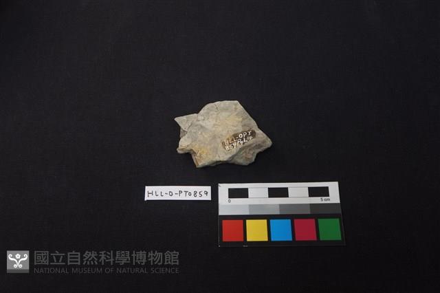 陶片藏品圖，第2張