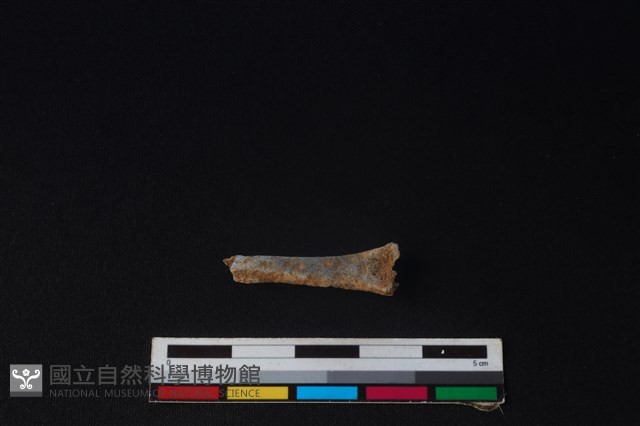 羌或獐骨藏品圖，第2張