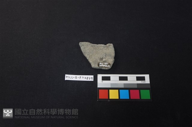 陶片藏品圖，第2張