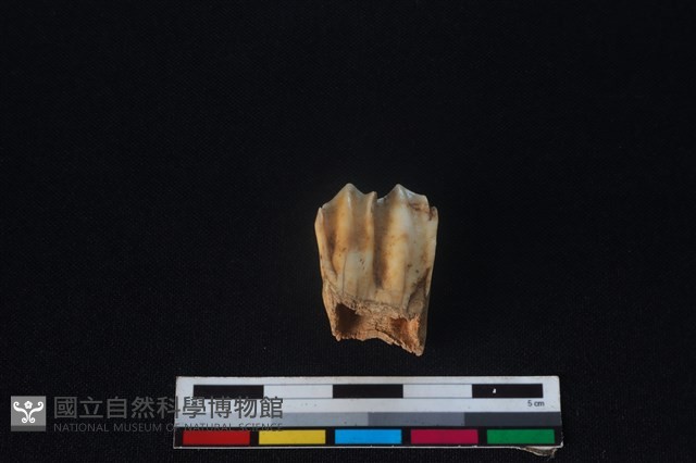 梅花鹿骨藏品圖，第2張