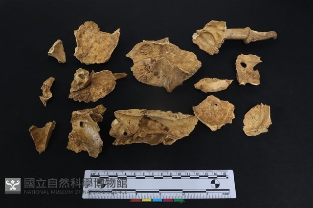 梅花鹿骨藏品圖，第2張