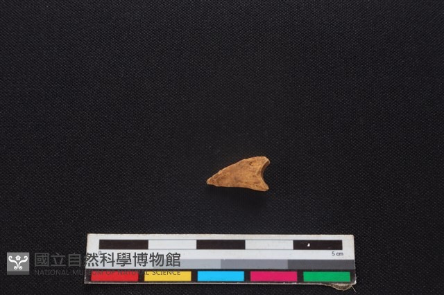 羌或獐骨藏品圖，第2張