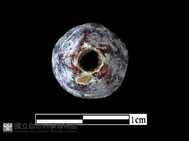 玻璃珠藏品圖，第2張