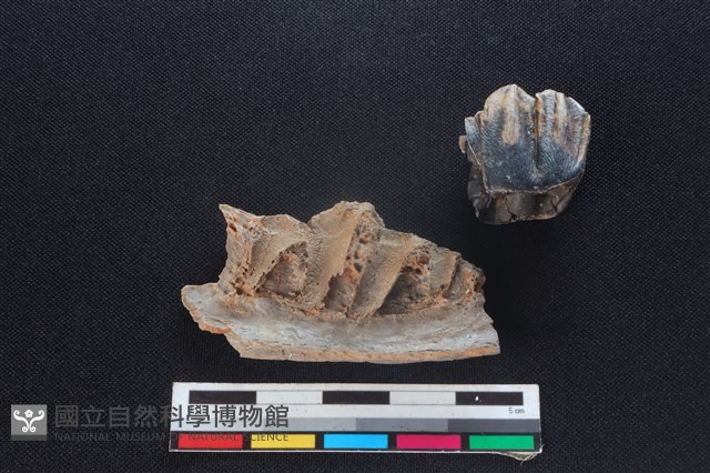 梅花鹿骨藏品圖，第2張