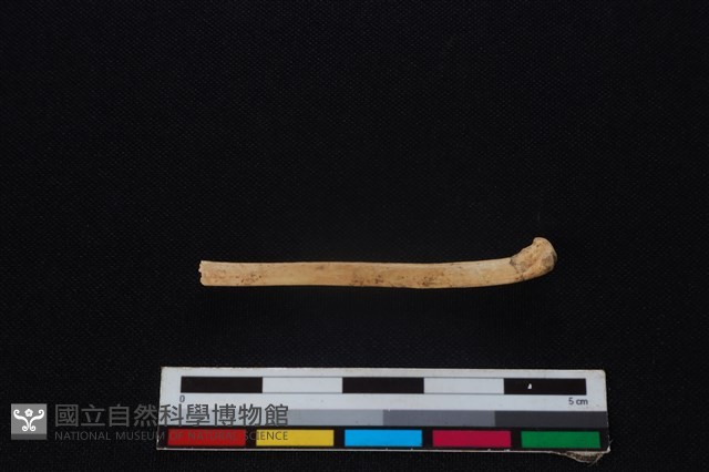 環頸雉骨藏品圖，第2張