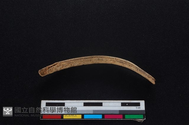 鹿科骨藏品圖，第2張