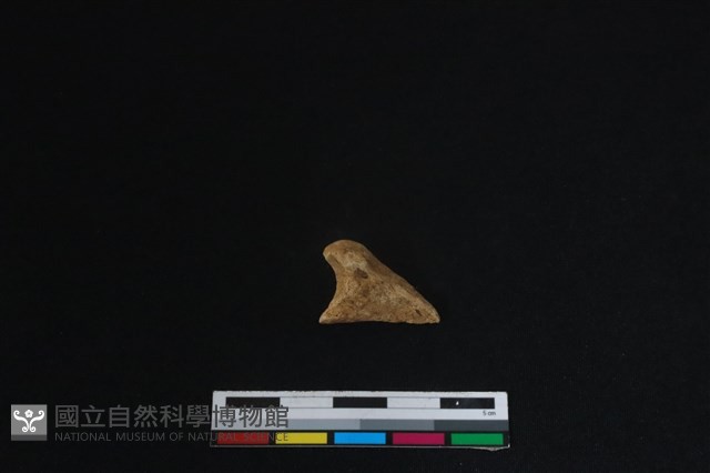 梅花鹿骨藏品圖，第2張