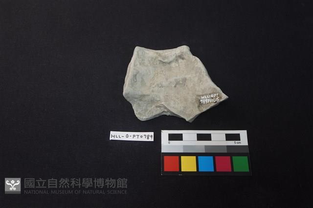 陶片藏品圖，第2張