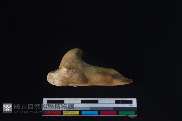 山羌骨藏品圖，第2張