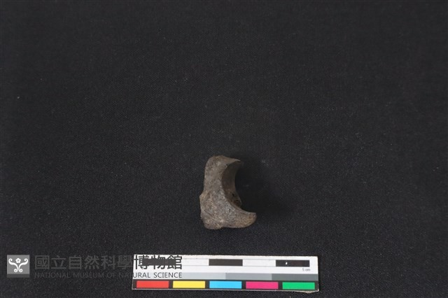 梅花鹿骨藏品圖，第2張