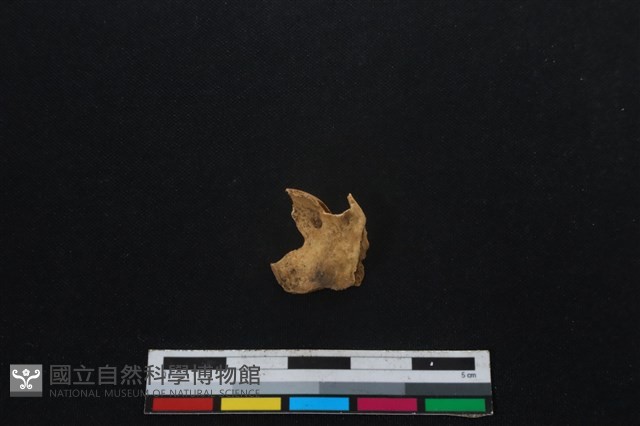 山羌骨藏品圖，第2張