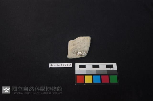 陶片藏品圖，第2張