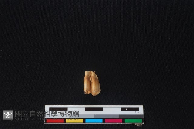 山羌骨藏品圖，第2張
