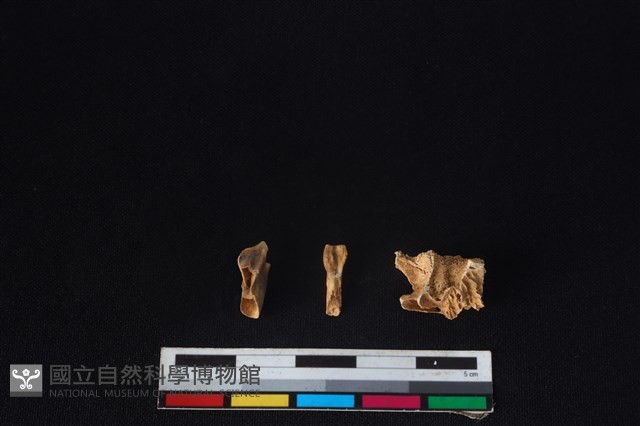 山羌骨藏品圖，第2張