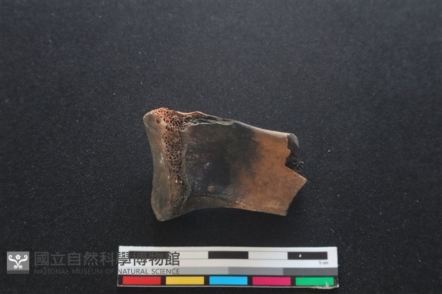 梅花鹿骨藏品圖，第2張