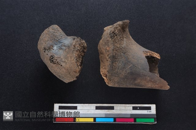 豬骨藏品圖，第2張