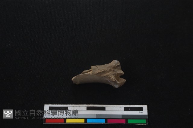 山羌骨藏品圖，第2張