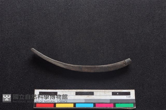 鹿科骨藏品圖，第2張