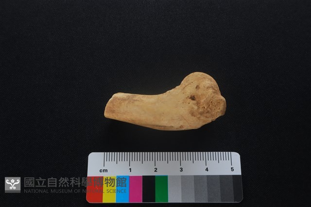 獐骨藏品圖，第2張