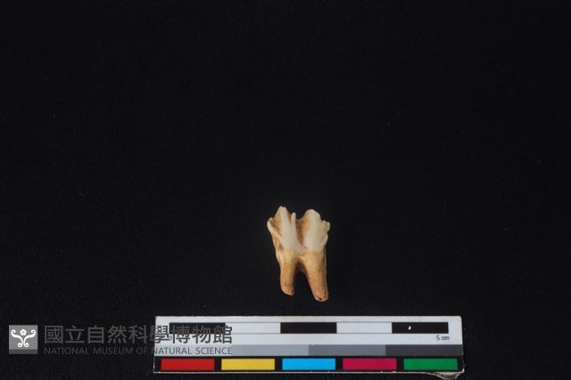 山羌骨藏品圖，第2張