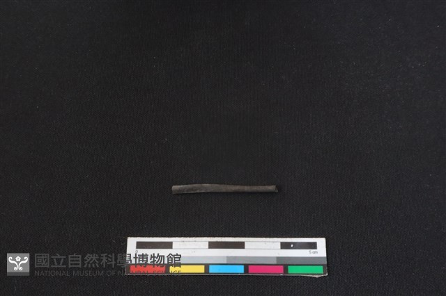 棕蓑貓骨藏品圖，第2張