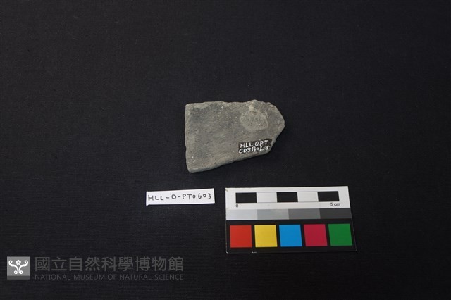 陶片藏品圖，第2張
