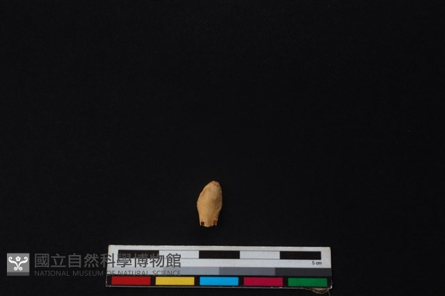 鹿骨藏品圖，第2張