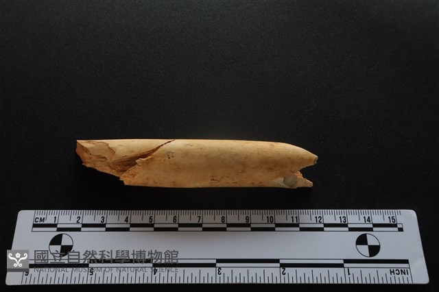 梅花鹿骨藏品圖，第2張