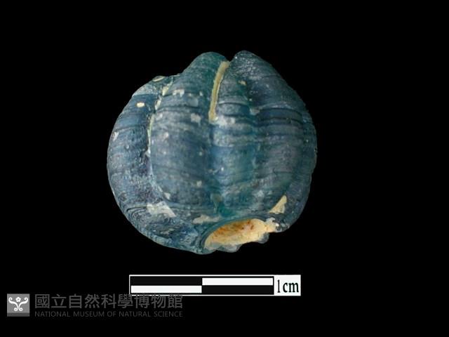 玻璃珠藏品圖，第2張