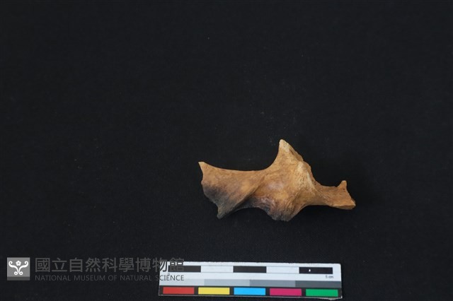梅花鹿骨藏品圖，第2張