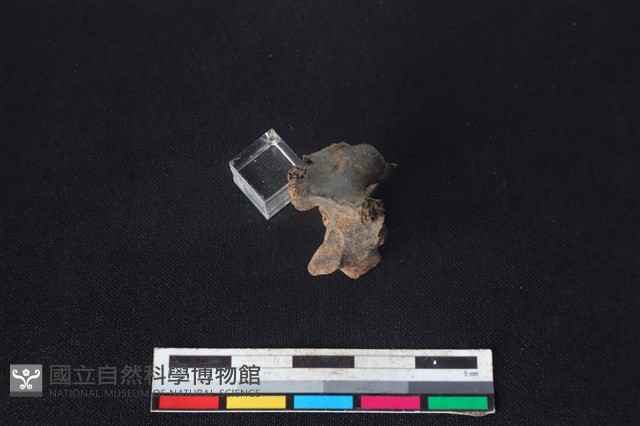 獐骨藏品圖，第2張