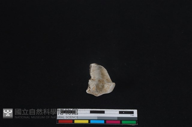 梅花鹿骨藏品圖，第2張