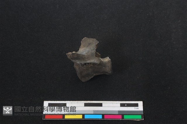 山羌骨藏品圖，第2張