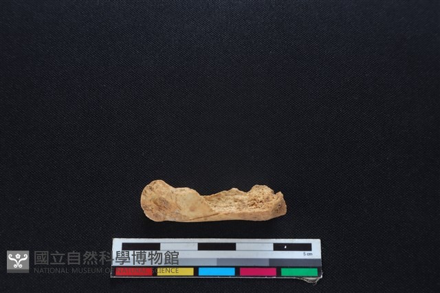 梅花鹿骨藏品圖，第2張