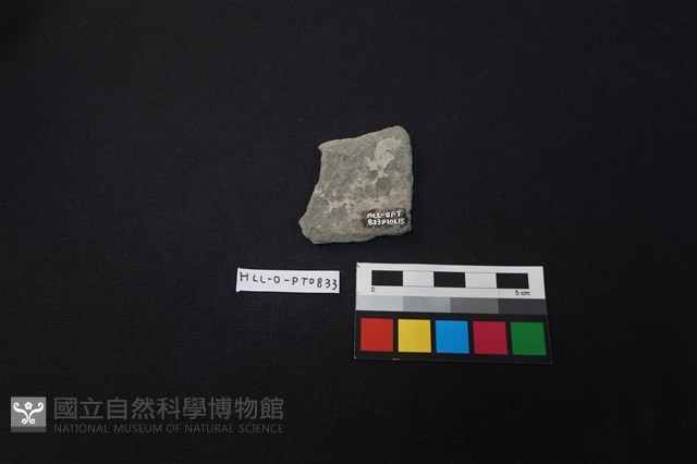陶片藏品圖，第2張