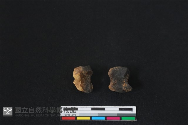 梅花鹿骨藏品圖，第2張