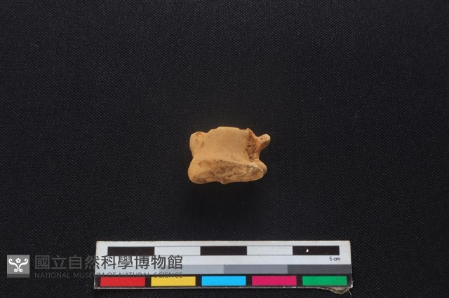 山羌骨藏品圖，第2張