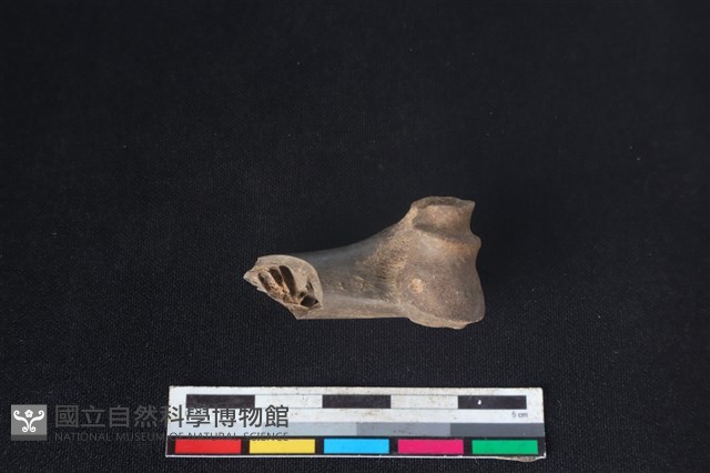 山羌骨藏品圖，第2張