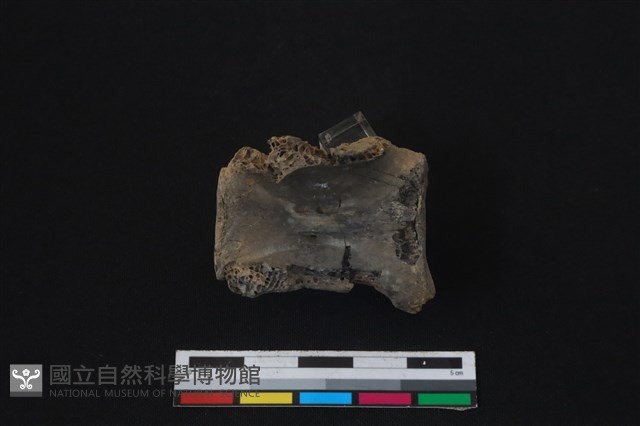 梅花鹿骨藏品圖，第2張