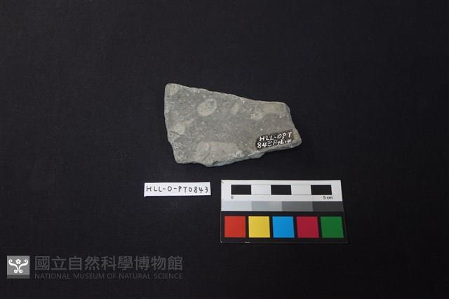 陶片藏品圖，第2張