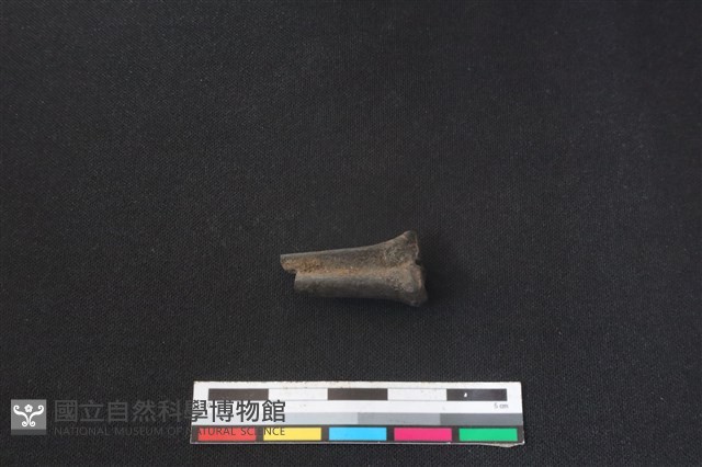 鹿科骨藏品圖，第2張