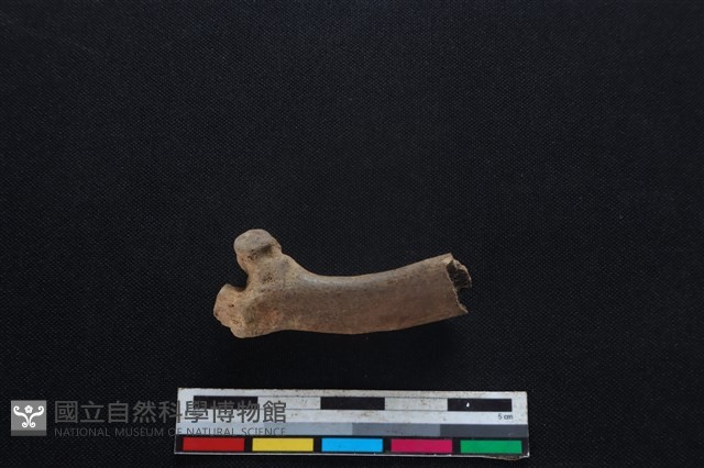 梅花鹿骨藏品圖，第2張