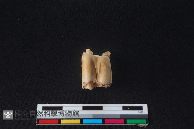 梅花鹿骨藏品圖，第2張