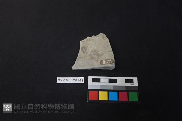 陶片藏品圖，第2張