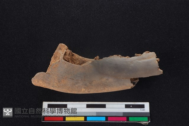 豬骨藏品圖，第2張