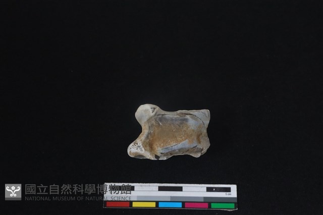 梅花鹿骨藏品圖，第2張