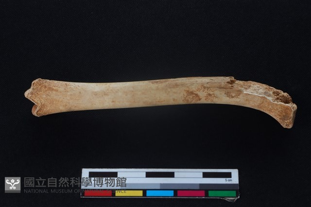 獐骨藏品圖，第2張