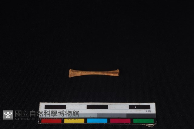 蛙骨藏品圖，第2張
