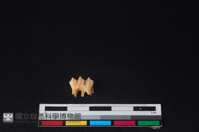 獐骨藏品圖，第2張