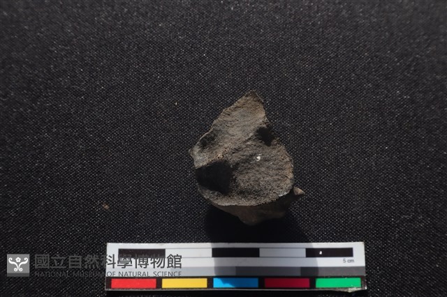 梅花鹿骨藏品圖，第2張